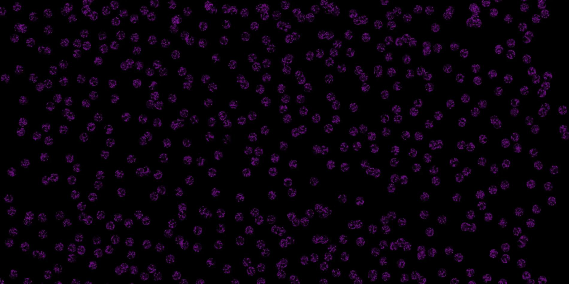 Bokeh light texture used as a decorative background for the projects page header